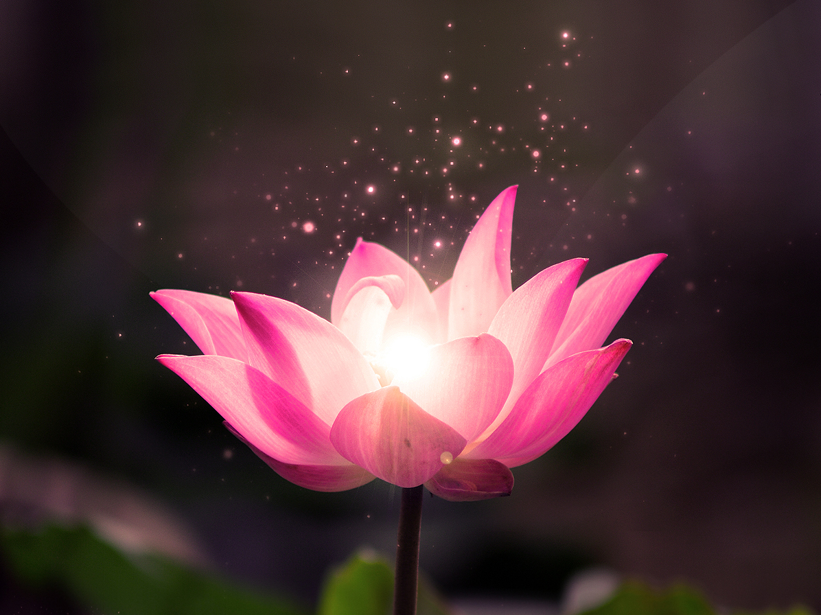 pink lotus flower blooming