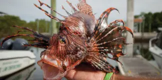 Lionfish