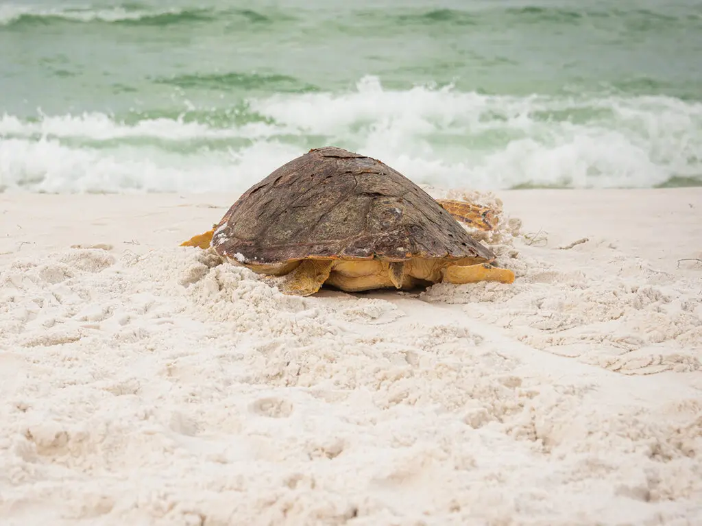 Gulfarium Sea Turtle