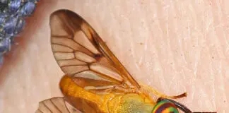 yellow fly