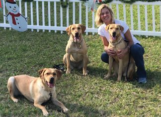 Paws K9 Liberty
