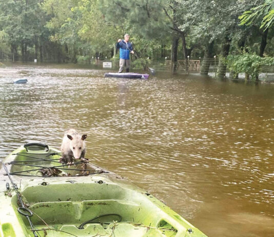 Alaqua Flood