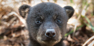 Black bear cub