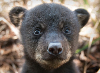 Black bear cub