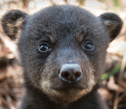 Black bear cub