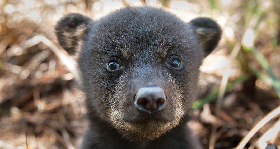 Seeing Bears In Unexpected Areas? - Destin Life | News, Events and ...