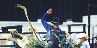 Westonwood Ranch Rodeo bull