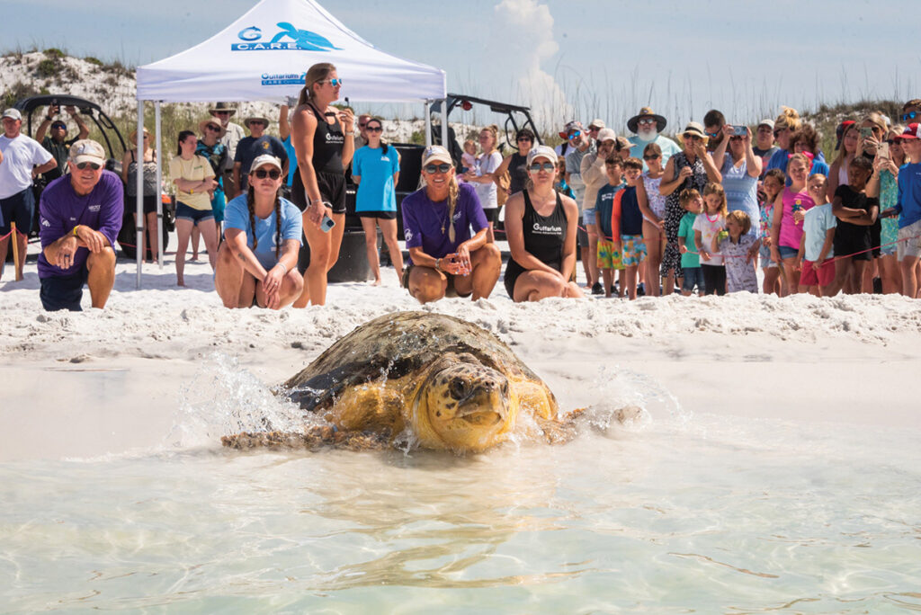 Gulfarium Sea Turtle Release