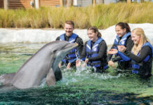 Gulfarium Dolphin