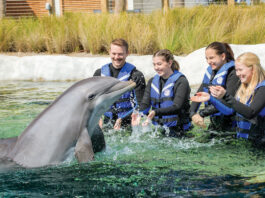 Gulfarium Dolphin