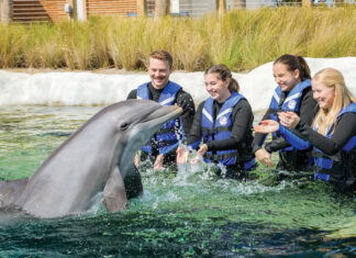 Gulfarium Dolphin