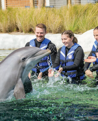 Gulfarium Dolphin