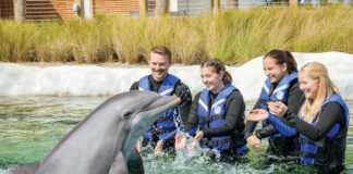 Gulfarium Dolphins