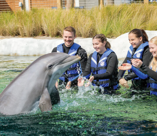 Gulfarium Dolphins