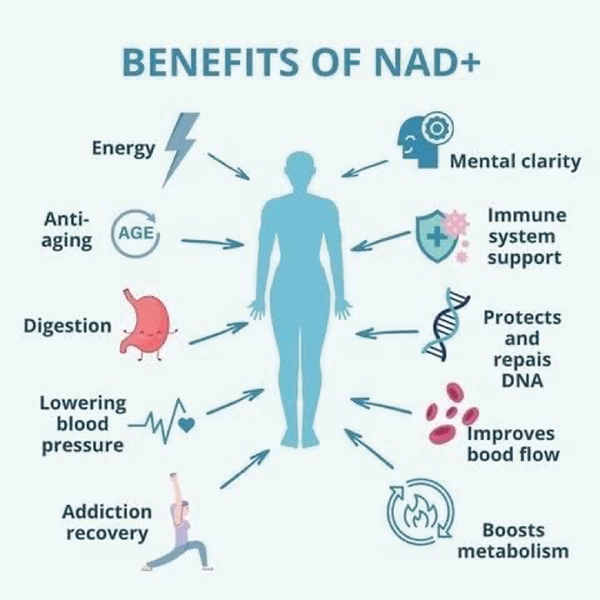 NAD+ chart