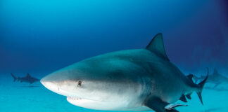 Bull Shark