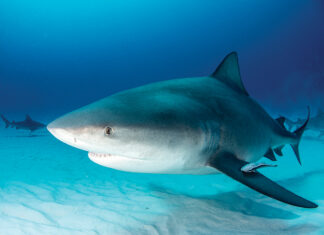 Bull Shark