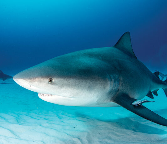 Bull Shark