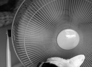 Hot dog, French bull dog in front of electric fan