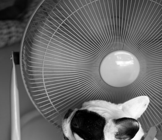 Hot dog, French bull dog in front of electric fan