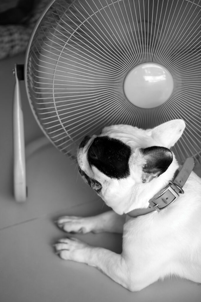 Hot dog, French bull dog in front of electric fan