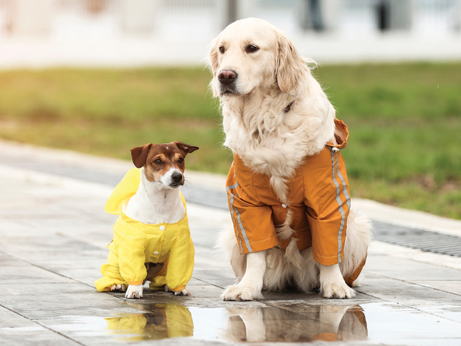 Dog Harmony Hurricane Prep