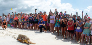 Gulfarium C.A.R.E. Center Celebrates Historic Release of Kemp’s Ridley Sea Turtle!