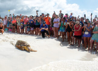 Gulfarium C.A.R.E. Center Celebrates Historic Release of Kemp’s Ridley Sea Turtle!