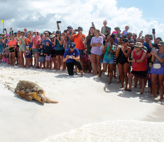 Gulfarium C.A.R.E. Center Celebrates Historic Release of Kemp’s Ridley Sea Turtle!