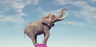 Circus elephant