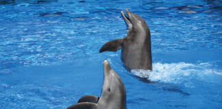 Gulfarium Dolphins