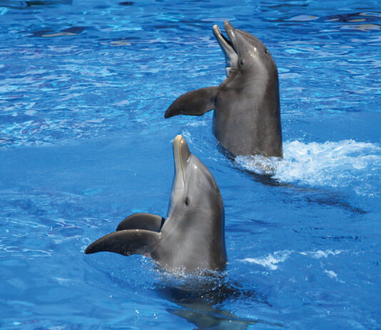 Gulfarium Dolphins