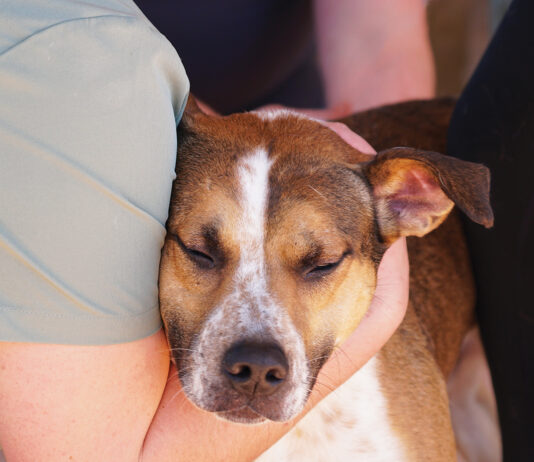 Alaqua Animal Refuge Seeks Support for Animals Displaced by Hurricane