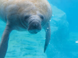 Gulfarium Manatee