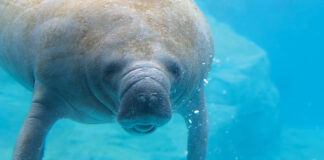 Gulfarium Manatee