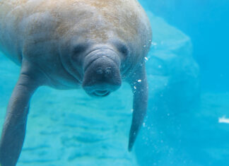 Gulfarium Manatee