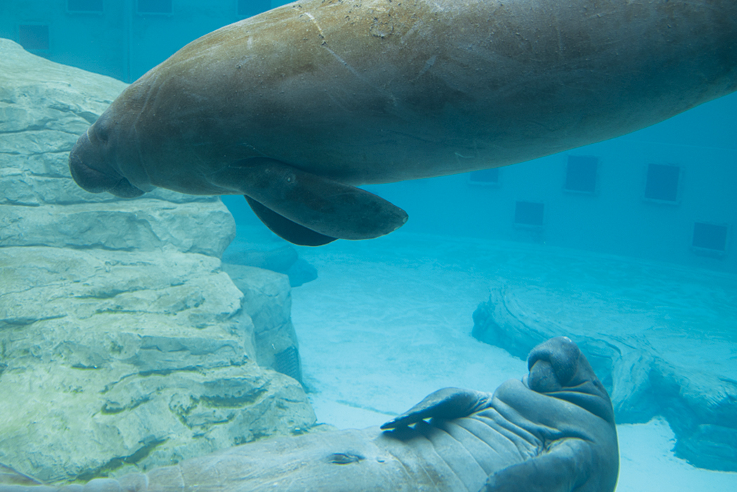 Gulfarium Manatee