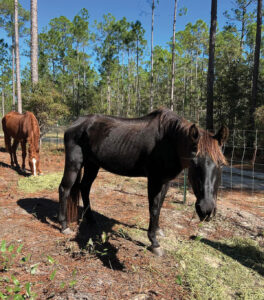 Alaqua Horses