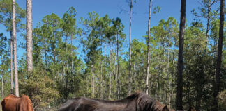 Alaqua Horses