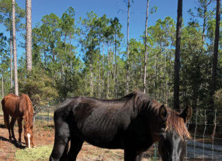 Alaqua Horses