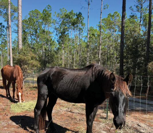 Alaqua Horses