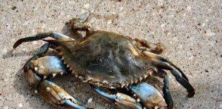 Animals on the Beach in South Walton - crab