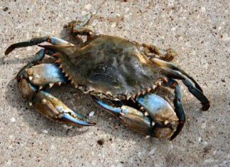 Animals on the Beach in South Walton - crab