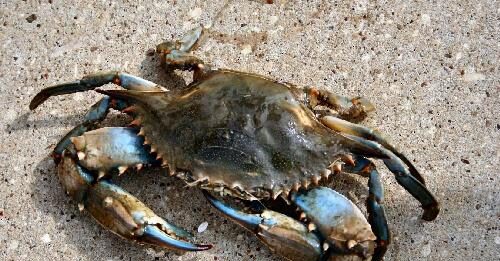 Animals on the Beach in South Walton - crab