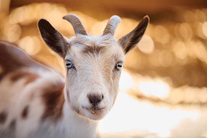 Alaqua First Selects Oct 2025 011